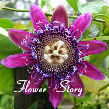 40 Seeds Passion Flower (Passiflora Caerulea) fresh fragrant bloom huge fruit, robust climber Original Package Free shipping