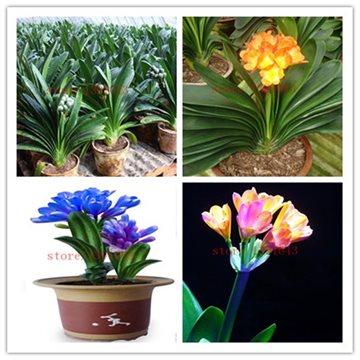 100 Clivia seeds, free shipping cheap Clivia seeds,Clivia potted seed, Bonsai balcony flower FOR home garden best gift for kids