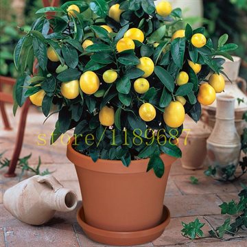 1bag=20 pcs bonsai lemon tree seeds NO-GMO fruit lemon seeds for home garden planting