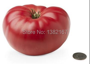 200 SEEDS - GIANT MONSTER TOMATO Seeds Easy Planting Farming vegetales Tomate semillas