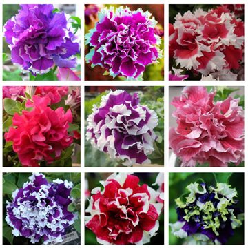 Garden Petunia petals flower seeds for garden petunia semillas de petunias, 100 seeds/bag