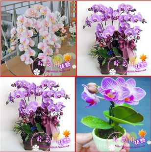 hydroponic orchid seeds,indoor flowers bonsai four seasons,Phalaenopsis Orchids - 50 pcs seeds