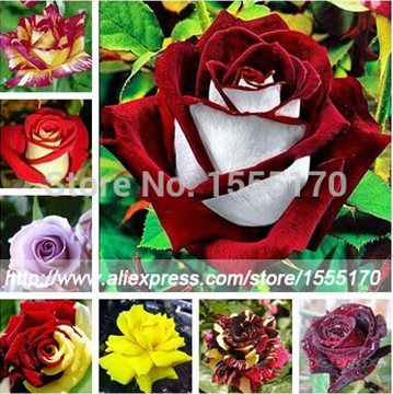 Rose seeds flower Rainbow Rose seeds plant bonsai flower seeds - 200 pcs seeds