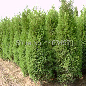 50PCS / bag Cypress Seeds, Roads Green Plants Vertical Beautiful tree seeds free shipping