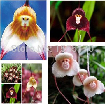 Beautiful Monkey face orchids seeds, Multiple varieties Bonsai plants Seeds for home garden - 100 pcs seeds