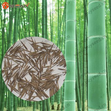 Fresh Giant Moso Bamboo Seeds, MOSO BAMBOO Tree Seeds, 100 Seeds/bag