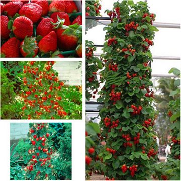 Red giant Climbing Strawberry Seeds Fruit Seeds For Home & Garden DIY rare seeds for bonsai - 20seeds/lot