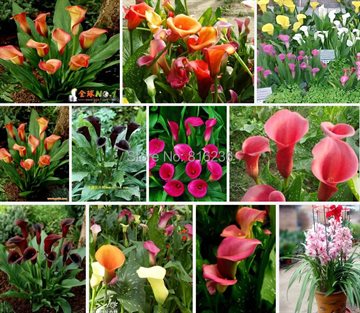 Promotions Bonsai and Colorful Calla Lily Seed Rare Plants Flowers Seeds(not Calla Lily Bulbs) -50 Pcs Calla Seeds