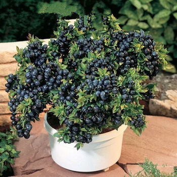 Vegetables and fruit seeds BlueBerry seeds Black pearl Blueberries DIY Countyard Bonsai plants Seeds for home & garden 100 seeds