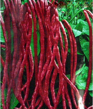 red bean seeds for home garden free shipping outdoor plant 10 seeds