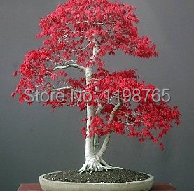 Free shipping .Hot Selling 50pcs American Maple seeds Tree Seeds Bonsai Plants DIY Home Garden Free shipping 49%