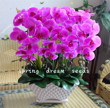 Electronica 100PCS orchid-seed FLOWER seeds for home garden Phalaenopsis orchid seeds buy-direct-from-china orquidea semente