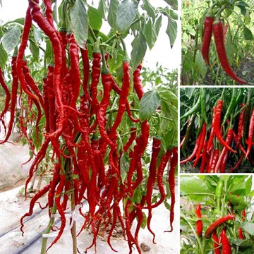 free ship New Arrival 100seeds Giant Spices Spicy Red Chili Hot Pepper Seeds Plants