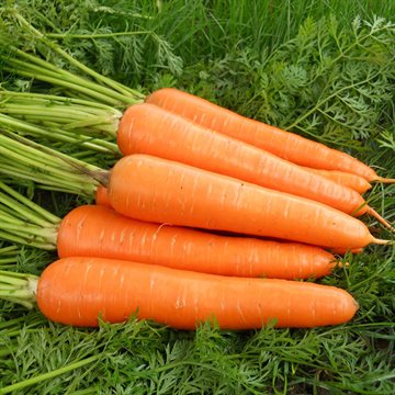 400 Carrot Seeds Healthy Garden Vegetable Non GMO Free Shipping