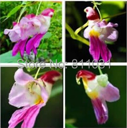 20pcs China Rare Parrot Orchid Flower Seeds Worlds Rare High Grade Bonsai Garden Home Seeds Semillas Loro Flores free shipping