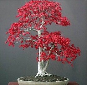 Potted plant seeds 20 seeds American Acer palmatum red Maple Tree Seeds Bonsai Home & Garden