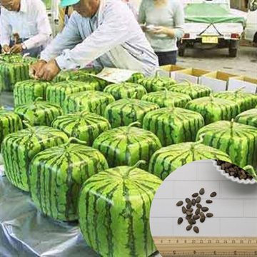 50 Square Watermelon Seeds Sweet Fruit Seeds New Generation Scarce Home Garden Backyard Precious Heirloom Free Shipping