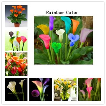 200/bag rainbow calla lily seeds flower lily seeds Rare Plants Flowers Seed for Home gardening DIY easy grow best gift for wife