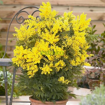 20pcs/lot Yellow Mimosa Seeds Flower Seeds Garden Bonsai Potted Plant DIY Home Garden Free Shipping